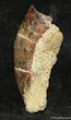 Great Inch Tyrannosaurid Tooth In Matrix #1248-1